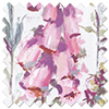 Cecelia, Orchid - Roller Blind